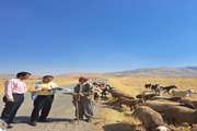 رصد عملیات واکسیناسیون توسط کارشناسان اداره بهداشت و مبارزه با بیماریهای دامی لرستان 